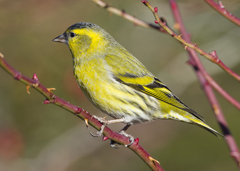 Lucherino - Spinus spinus ♂ e ♀